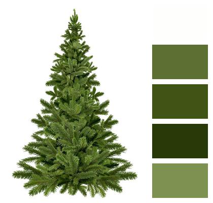 Christmas Christmas Tree Pine Image
